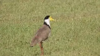 Masked Lapwing, Hervey Bay Qld 