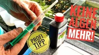 Algenfreier Bodengrund an der Frontscheibe - Profi Tipp