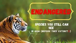 Unseen Guardians: Asia&rsquo;s Endangered Wildlife
