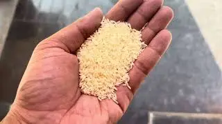 Best Rice in India || Most Famous South Indian Rice || Kolam Rice || Surti Kolam Rice || Keep Suppot