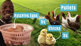 Backyard Chickens: Hatching Eggs vs. Chicks vs. Hens! Which is BEST for Beginner