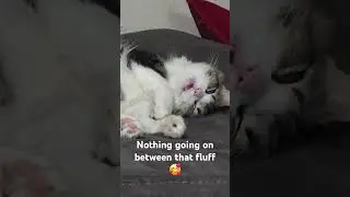 Derpiest cat, love her so much #short #cat #derp #funny
