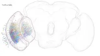 Tm39, a Drosophila Optic Lobe Connecting Neuron from optic-lobe:v1.0 (short)
