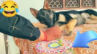 How To Wake Up A German Shepherd Puppy | House of Sophie