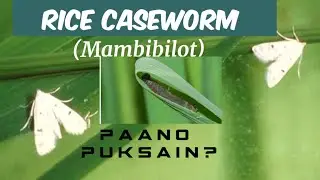 Paano puksain ang Mambibilot o Rice Caseworm
