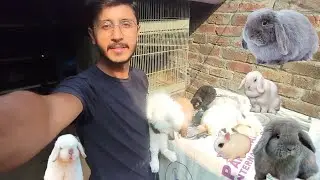 Mini Vlog 🐇 | Setup update | Fancy Rabbit Farming | Aftab Ahmad