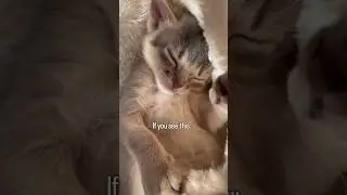 You NEED to know this ❤️ #catlover #abyssinian #cute #fyp