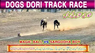 Dog Race || Dori Track Race || Dadhocha Rawalpindi | 2nd Round | 15-11-25 #dog #pets #animals