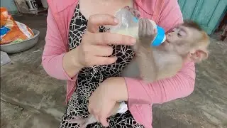 Girl takes care of baby monkey