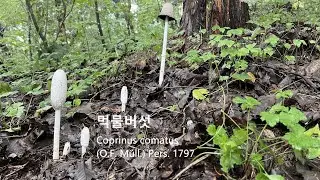 먹물버섯 Coprinus comatus 갓이 검은먹물처럼 녹아내리는 비늘먹물버섯 Shaggy ink cap 부드러운식감 순한맛 유균 식용 항암 당뇨 등 다양한 약리작용 주름버섯과