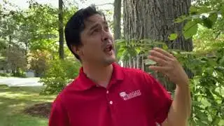 Cicadas & Tree Damage