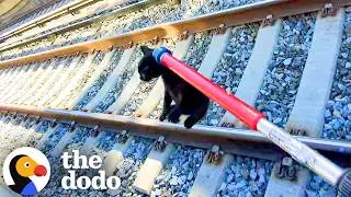 Kitten Saved From Train Tracks With Minutes To Spare | The Dodo