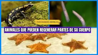 Animales que pueden regenerar partes de su cuerpo