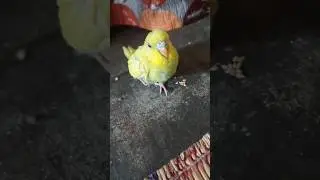 budgies chicks standing in single leg #featheredpets #yellowbudgiebird #budgieschicks