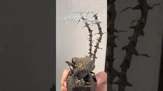 Black magic ✨ My dark plant collection 🖤