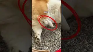What makes these tracks? #shorts #specialneedsdog #ectrodactyly #olliethetripodcorgi