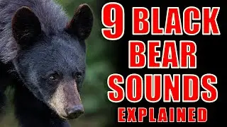 9 Black Bear Sounds Explained: Understand Their Purrs and Growls