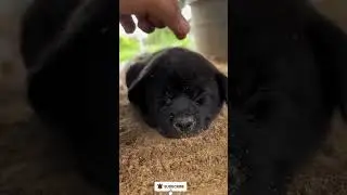 What have you done😳#cute #funny #pets #dog#cat#cat #funn#cute#dogfunny dog, cute dog, dog fails,dog