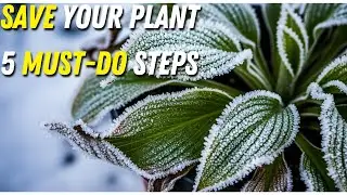5 Essential Steps to Winter-Proof Your Plants