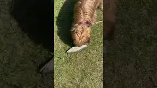Рыба и рыбак#puppy #briard #cute #pets #рекомендации #pets #funny #friends #fish #fishing #dog