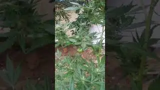 Oaxaca mexico cannabis
