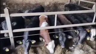 Przegląd stada byków/ byczków 🐂🐂🐂 na gospodarstwie .
