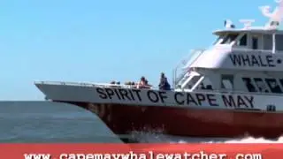 Cape May Whale Watcher