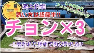 【海上釣堀】誘い方は超簡単!!ちょん×3