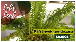 Páfrányok gondozása | #LetsLeaf