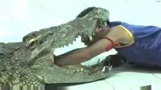 Crazy Crocodile Stunts