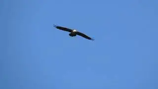 Lammergier - Gypaetus barbatus Tella-Sin 10/11/2022