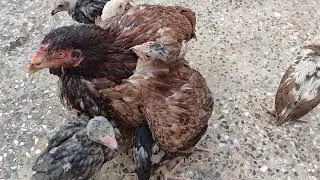 chicks playing climbing hiding with hen