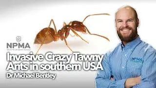 Invasive Tawny Crazy Ants in the southern United States