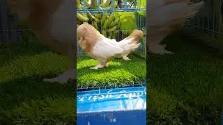 Mordern Bondinate pigeons #pigeonbreed #pigeon #viral #foryou #bondinate