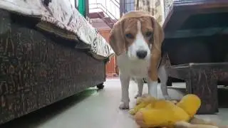 Cute Beagle Dog Playing with his friend