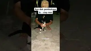 Kucing pembukaan psht ngeri lur🫣🔥 #psht #beranda #storypsht #fyp