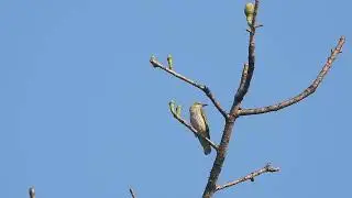 Female Indian golden oriole on a bare tree at dawn at Mollem, Goa, India