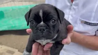 Pug x Boston Terrier female pup 1