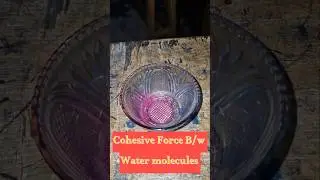 Examination Surface Tension | Floating blade on the water | Simple science experiments #science #fun