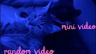 🎀random video🎀(I&rsquo;m sick)