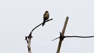Striated Grassbird（Megalurus palustris）沼泽大尾莺 