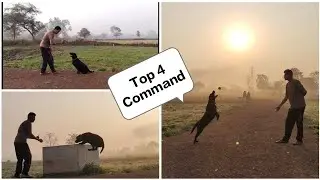 How to Train your Dog to(Ball🏀Catch, Stay, Jump& sleep) || Top 4 Command
