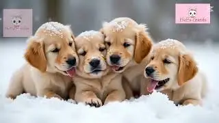 Fluffy Friends &ndash; Cutest Dog Moments with Fun Intro! 🐶💖 @animalplanet @kidsanimations @ChuChuTV