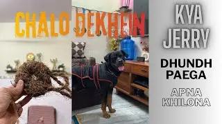 Rottweiler Nose Power 💪 | Toy Search Indoors | Jerry Bana Detective￼ 🕵️🫆🐶🐾
