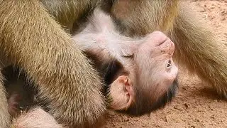 Breaking Heart!,New Born Baby Monkey Extremely Tired, Can't Hug Mom, Head Downing To Ground, So Much