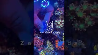 Aoi zoanthids