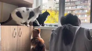 Кошачье утро. Милые котята отдыхают. Милое видео с котами для расслабления и хорошего настроения....