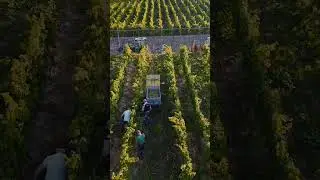 Hand-picked grapes hit the first machine, kicking off the winemaking journey 🍇 #winemaking #harvest