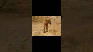 A glimpse of wild encounter#jimcorbettvlogs #jimcorbettsafari#jimcorbettpark#jimcorbettnationalpark