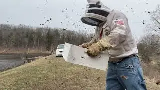 fixing drone laying queen or laying worker situation